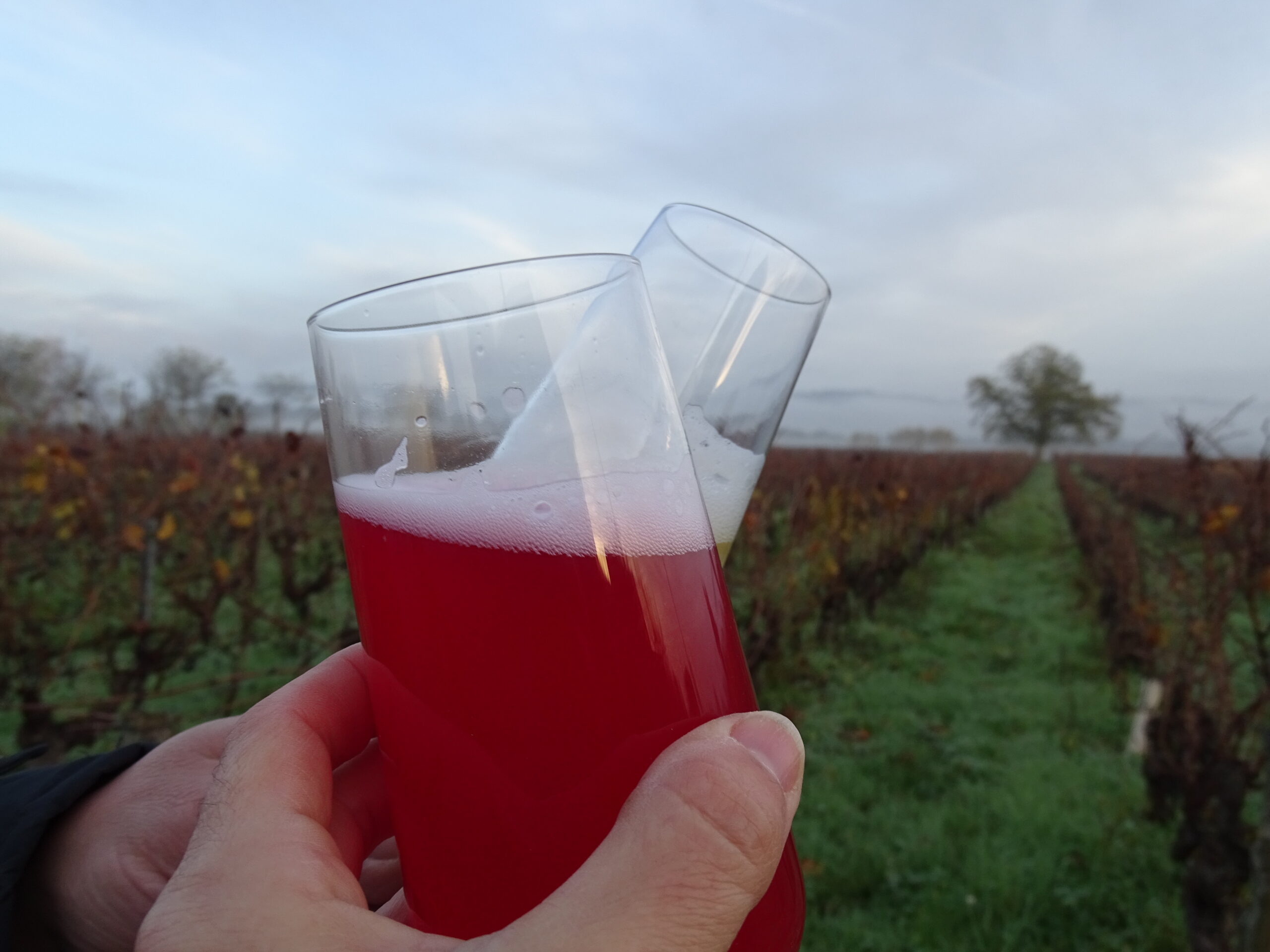 THE KEFIR & KOMBUCHA COMPAGNIE